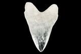 Realistic, 7.4" Carved Quartz Megalodon Tooth - Replica - #202074-1
